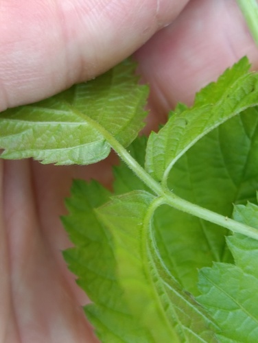 Rubus caesius, photograph 3