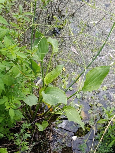Alisma plantago-aquatica, photograph 3