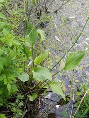 Alisma plantago-aquatica, photograph (c) Мирослав Соболев, some rights reserved (CC BY)