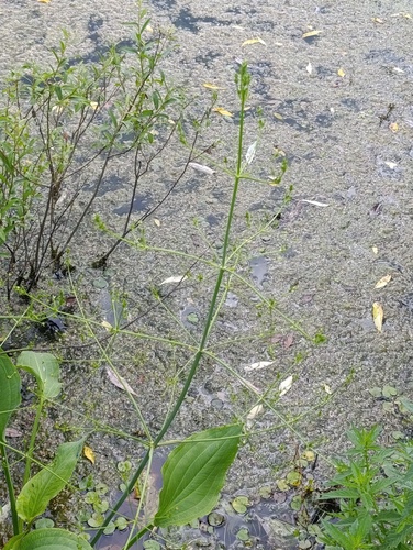 Alisma plantago-aquatica, photograph 5