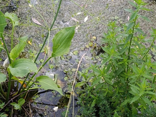 Hydrocharis morsus-ranae, photograph 1