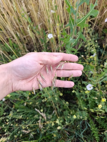 Avena fatua, photograph 6