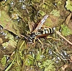 Polistes gallicus