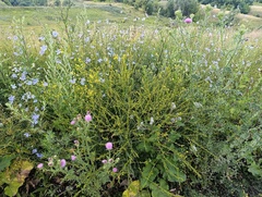 Bunias orientalis