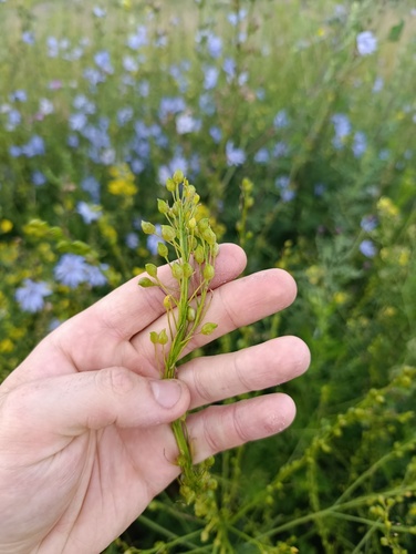 Bunias orientalis, photograph 1