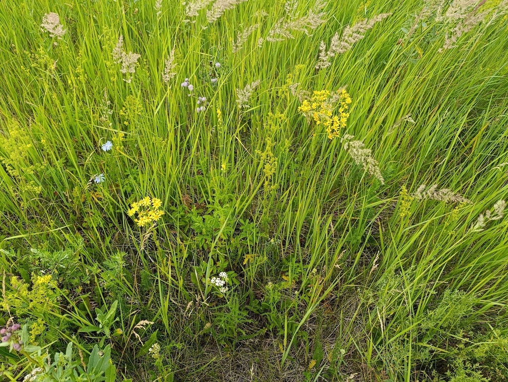 Jacobaea vulgaris; photograph (c) Мирослав Соболев, some rights reserved (CC BY)
