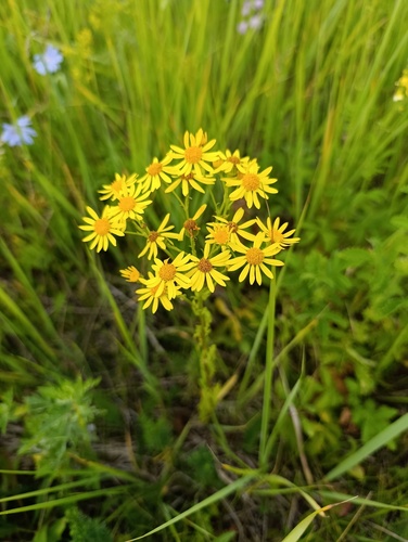 Jacobaea vulgaris, photograph 3
