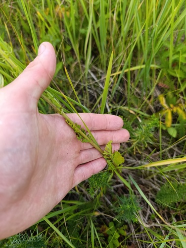 Jacobaea vulgaris, photograph 4