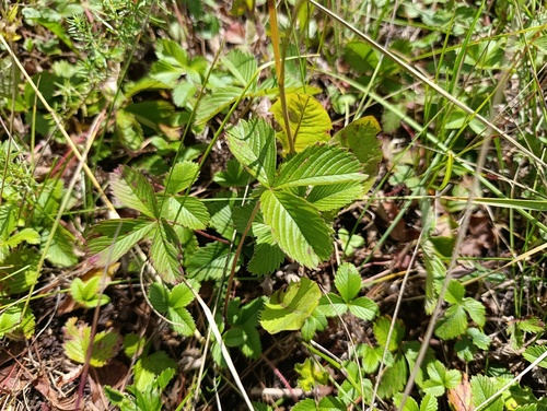 Fragaria viridis, photograph 3