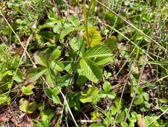 Fragaria viridis, photograph (c) Мирослав Соболев, some rights reserved (CC BY)