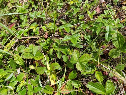 Fragaria viridis, photograph 4