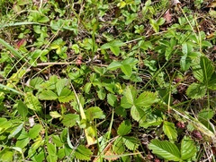 Fragaria viridis, photograph (c) Мирослав Соболев, some rights reserved (CC BY)