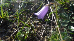 Campanula sibirica