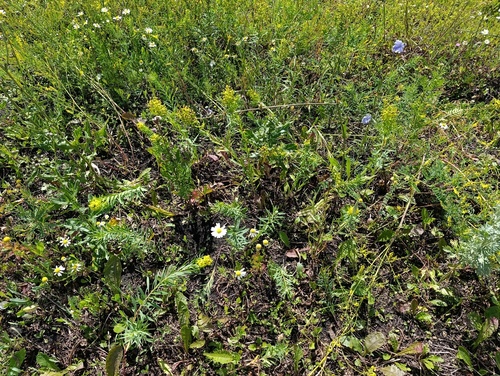 Euphorbia virgata, photograph 4