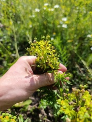 Euphorbia virgata, photograph (c) Мирослав Соболев, some rights reserved (CC BY)