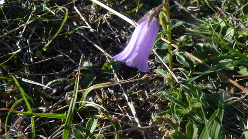 Campanula sibirica, photograph 1