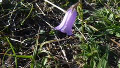 Campanula sibirica, photograph (c) Michael Andresek, some rights reserved (CC BY)