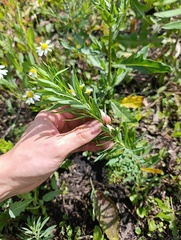 Euphorbia virgata, photograph (c) Мирослав Соболев, some rights reserved (CC BY)