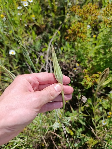 Tragopogon dubius, photograph 2