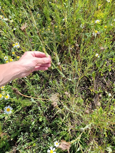 Tragopogon dubius, photograph 3