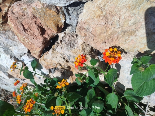 common lantana