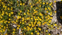 Anthemis rigida