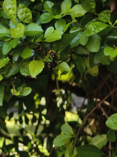 Yellow-legged Hornet