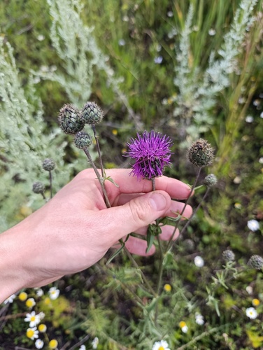 Centaurea scabiosa, photograph 1