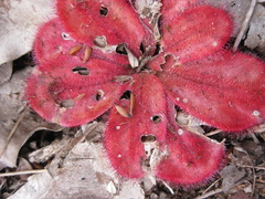 Drosera collina