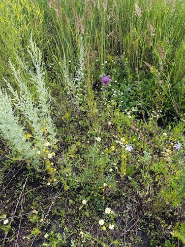 Centaurea scabiosa, photograph 3