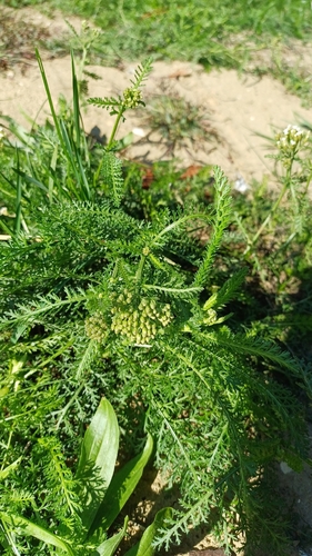 common yarrow