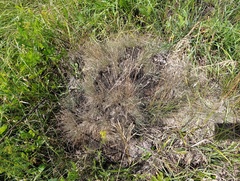 Festuca valesiaca