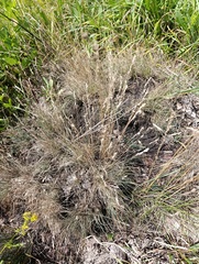 Festuca valesiaca, photograph (c) Мирослав Соболев, some rights reserved (CC BY)