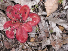 Drosera collina