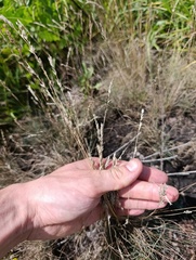 Festuca valesiaca, photograph (c) Мирослав Соболев, some rights reserved (CC BY)
