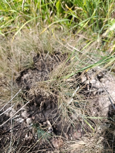 Festuca valesiaca, photograph 3