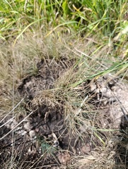 Festuca valesiaca, photograph (c) Мирослав Соболев, some rights reserved (CC BY)
