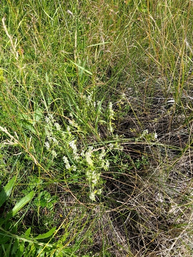 Thymus pannonicus, photograph 4