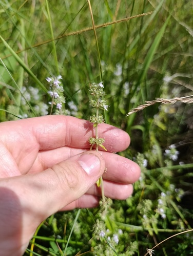 Thymus pannonicus, photograph 2