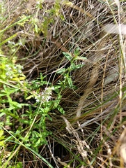 Thymus pannonicus, photograph (c) Мирослав Соболев, some rights reserved (CC BY)