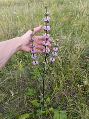 Phlomoides tuberosa, photograph (c) Мирослав Соболев, some rights reserved (CC BY)