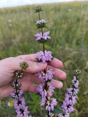 Phlomoides tuberosa, photograph (c) Мирослав Соболев, some rights reserved (CC BY)