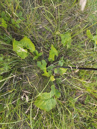 Phlomoides tuberosa, photograph 4