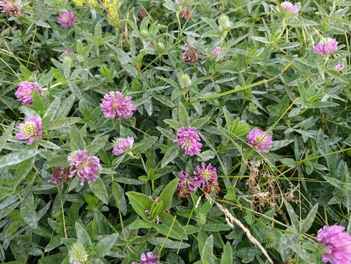 Trifolium medium, photograph 1