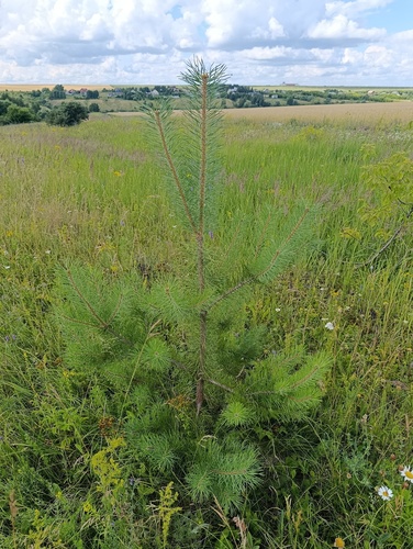 Pinus sylvestris, photograph 5
