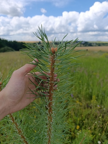 Pinus sylvestris, photograph 6