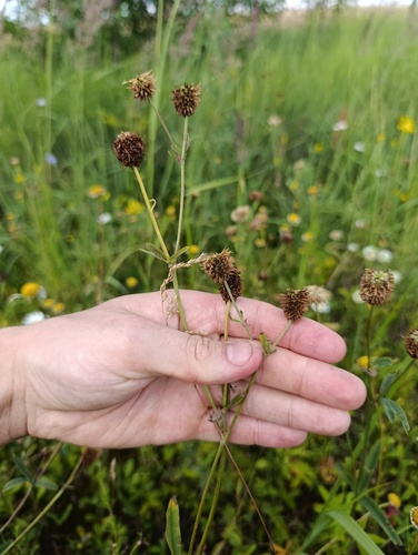 Trifolium montanum, photograph 5