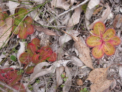 Drosera collina