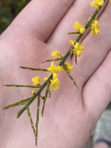 Acacia spinescens observed 2026-09-26