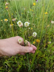 Trifolium montanum, photograph (c) Мирослав Соболев, some rights reserved (CC BY)